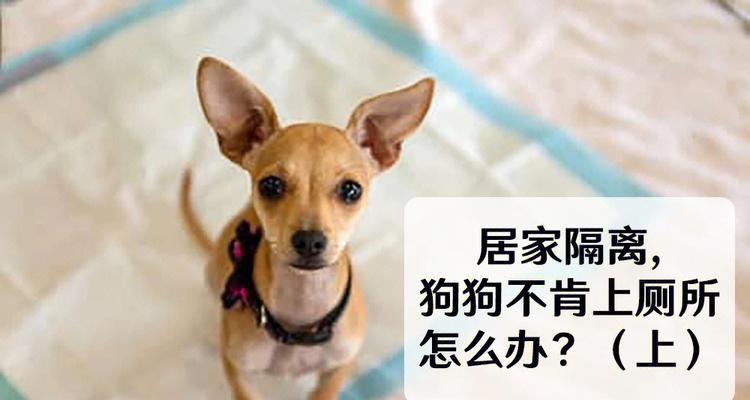 怎样培养狗狗上厕所？有效训练方法有哪些？