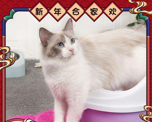 怎样让猫咪快速适应猫砂盆？常见问题有哪些？