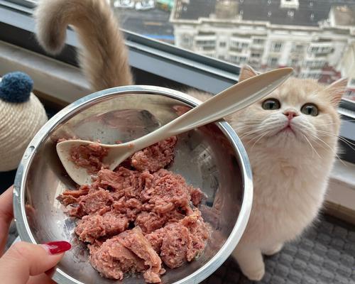 怎样让小猫不吃罐头？有效引导猫咪饮食习惯的方法是什么？