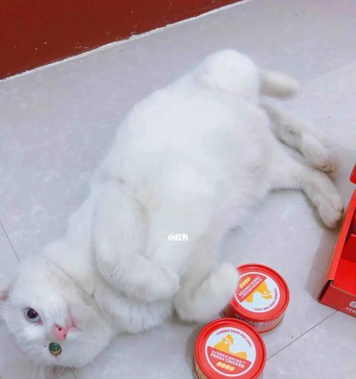 怎样让小猫不吃罐头？有效引导猫咪饮食习惯的方法是什么？