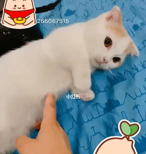 怎样做才能让猫咪喜欢你？猫咪喜欢你的行为有哪些？