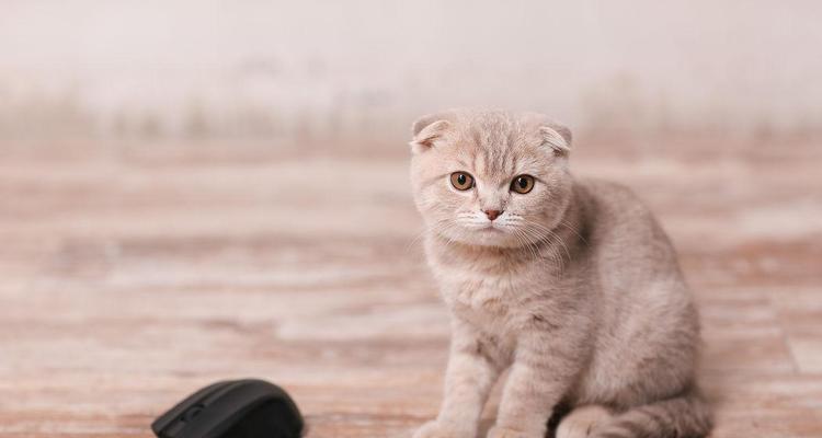 折耳小猫一直伸手抓怎么办？如何训练它停止这个习惯？