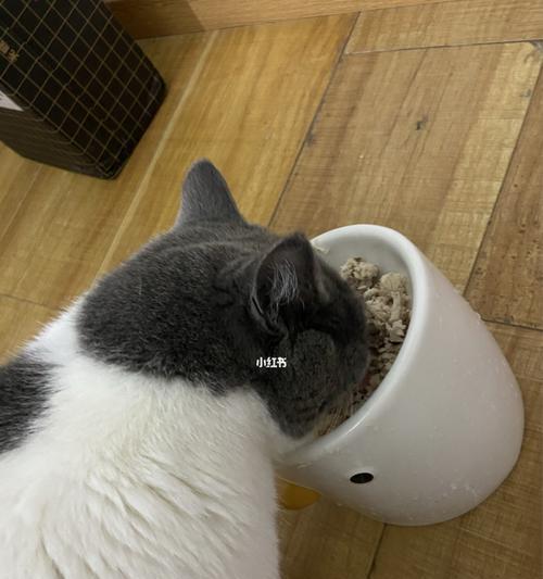 自制猫饭要添加什么营养成分？如何确保猫咪健康饮食？