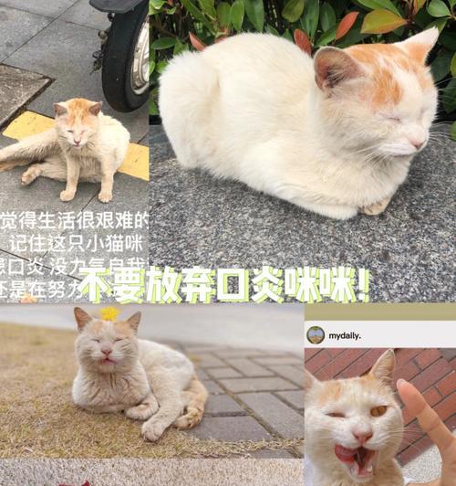 猫咪口炎怎么快速治疗？有效方法有哪些？