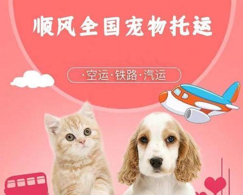 坐客车可以带猫咪吗？需要哪些准备和注意事项？