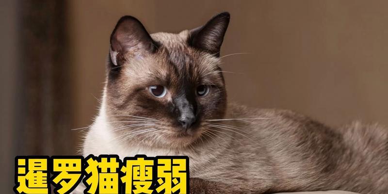 暹罗小猫吃什么猫粮好？如何选择合适的猫粮品牌？