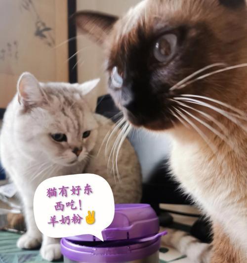 产后猫咪不喝羊奶粉怎么办？如何引导猫咪正确饮用？