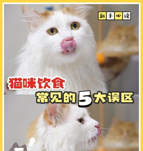 出生小猫应该吃什么食物？如何正确喂养新生小猫？