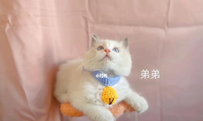 大宠爱可以给小猫使用吗？使用大宠爱的安全指南是什么？