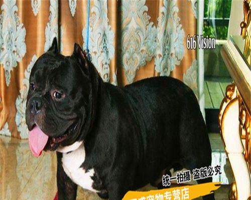 恶霸犬得多少钱一只？购买恶霸犬需要考虑哪些因素？