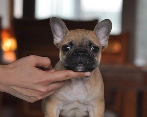 法国斗牛犬吃什么食物能长胖？