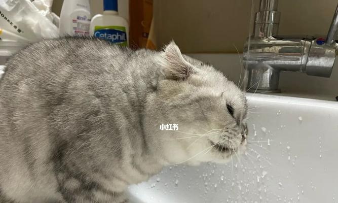 刚出生的小猫需要喝水吗？如何正确喂养新生小猫？