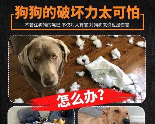 狗狗误食小狗怎么办？治疗和预防措施是什么？