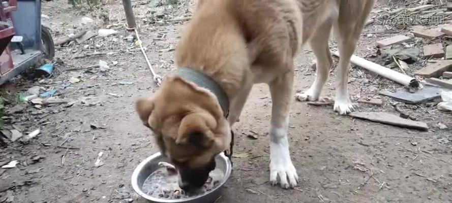 狗狗鸡架配什么吃好？营养搭配和健康喂食指南