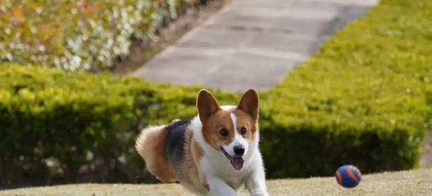 柯基可以吃苹果吗？苹果对柯基犬的健康影响是什么？