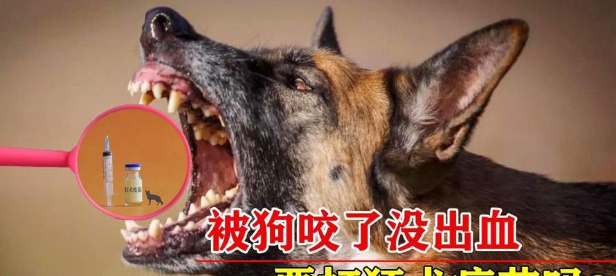 狗狗狂犬病能检查吗？如何进行狂犬病检测？