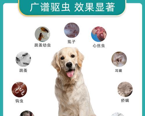 狗狗驱虫药过量会有哪些危害？正确使用方法是什么？