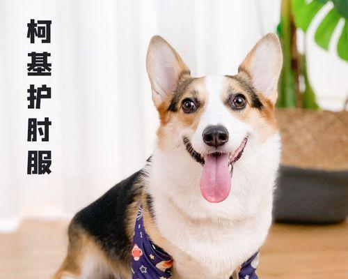 狗狗伤口多久能恢复？如何加速愈合过程？