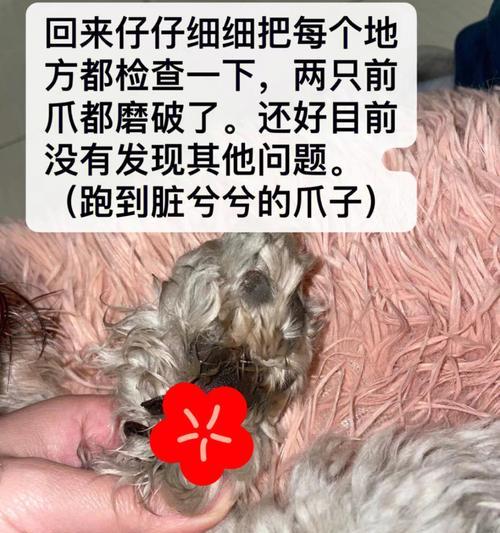 狗狗受伤后不吃不喝怎么办？如何正确处理？