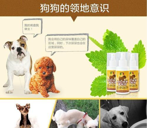 狗拉屎什么颜色是正常的？如何判断狗狗的健康状况？