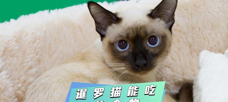 三月暹罗猫拒食猫粮的原因是什么？