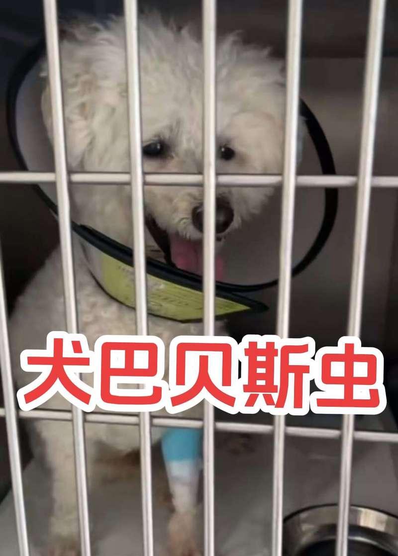 比熊犬可以吃大碴子粥吗？吃了会有不良反应吗？