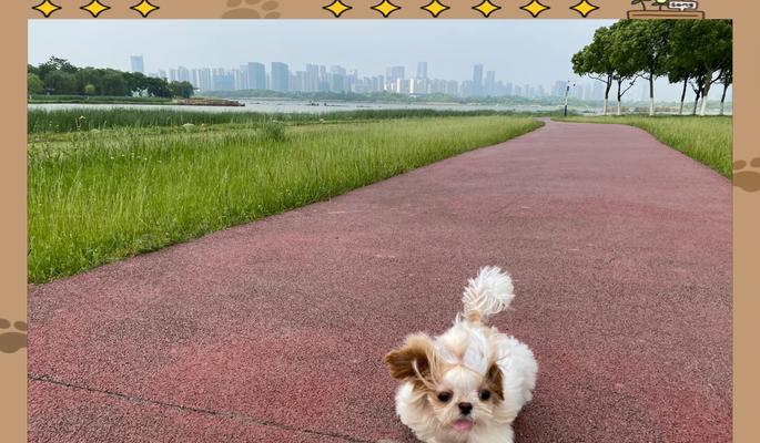 两个月大的西施犬可以吃干狗粮吗？干狗粮对西施犬有何影响？