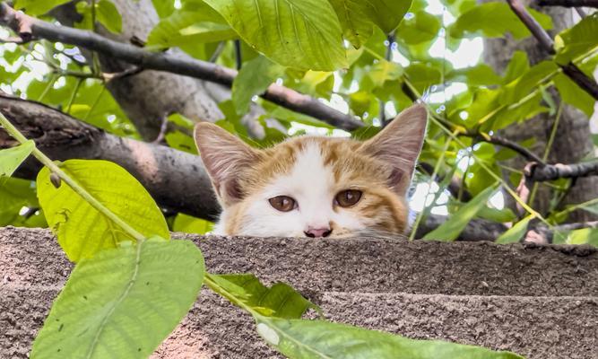 流浪猫是否属于家畜？