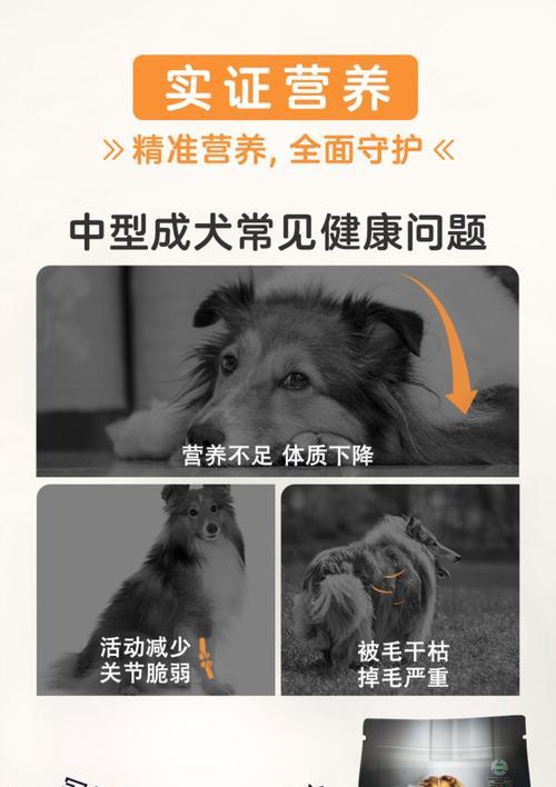 3个月的中型犬应该吃多少狗粮？如何确定合适的食量？