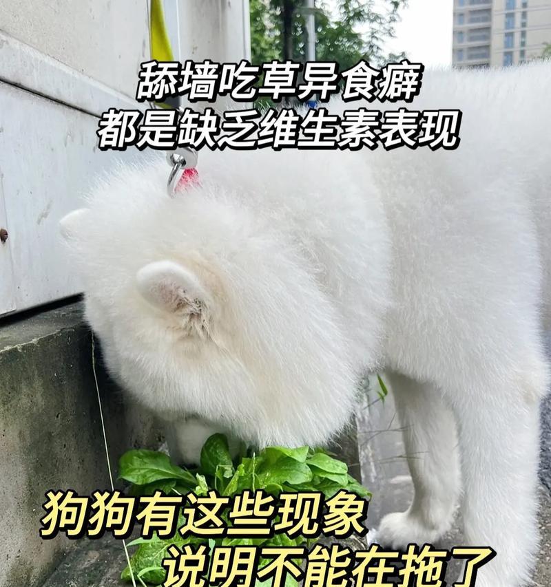 如何训练幼狗吃狗粮？有哪些有效方法？