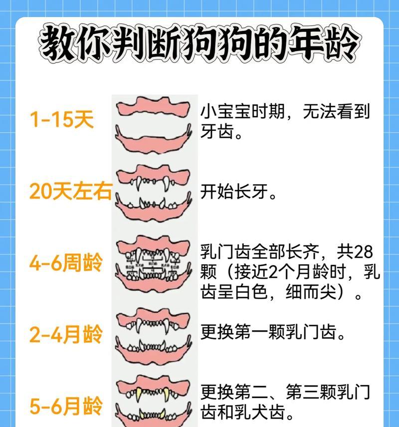 小型泰迪几个月大可以开始吃干狗粮？干狗粮对幼犬有何影响？