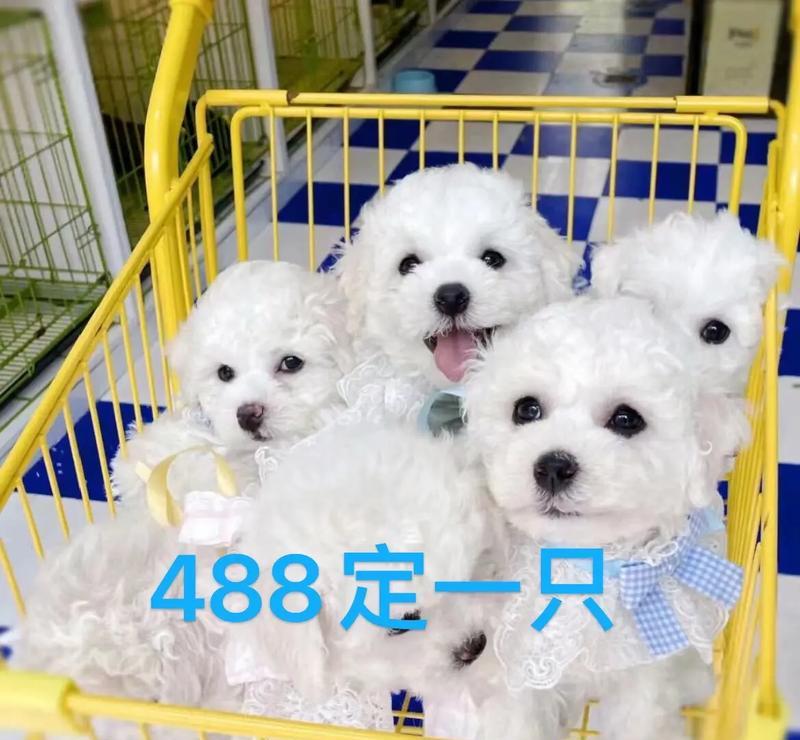 比熊犬适合吃硬狗粮还是泡鸡粮？哪种更适合比熊的消化？