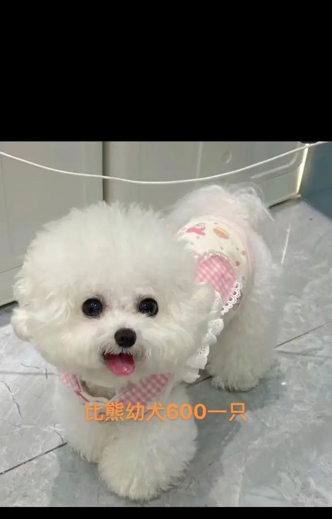 比熊犬适合吃硬狗粮还是泡鸡粮？哪种更适合比熊的消化？