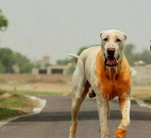 高加索犬的战斗力如何？能打赢哪些犬种？