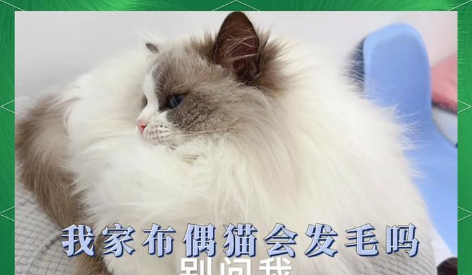 布偶猫是长毛还是短毛品种？如何区分？