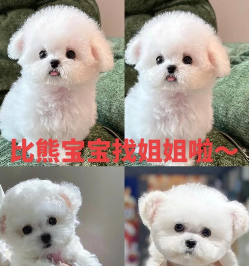 比熊幼犬换狗粮怎么喂？干粮和湿粮哪种更适合？