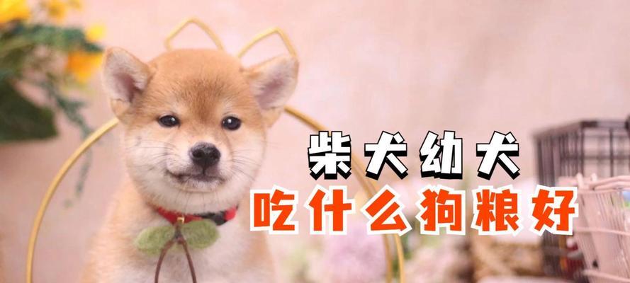 柴犬幼犬每次应喂多少狗粮？如何确保营养均衡？