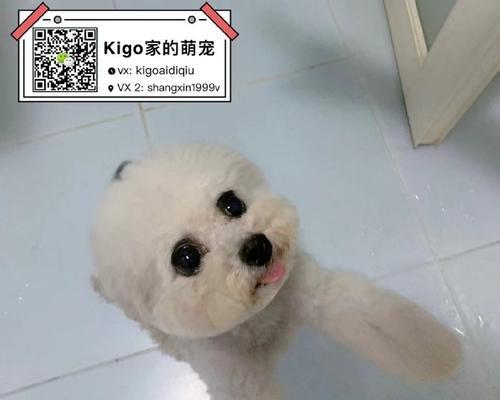 贵宾犬小熊是什么？它有什么特别的饲养需求吗？