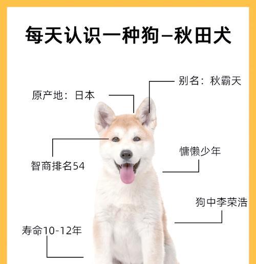 秋田犬适合吃哪些品种的狗粮？如何选择最适合的狗粮？