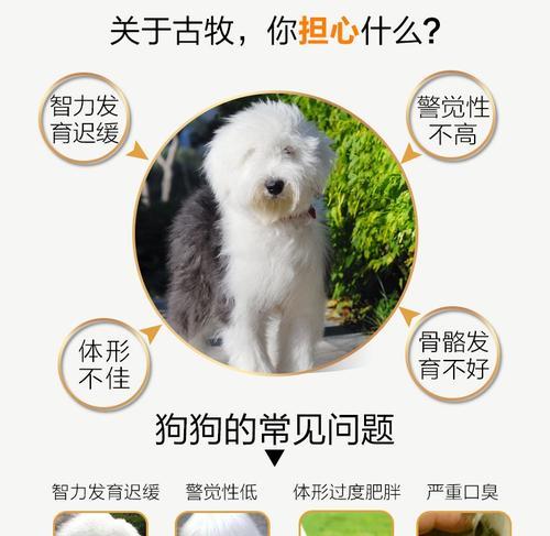 古牧幼犬每天需要多少狗粮？喂食标准是什么？