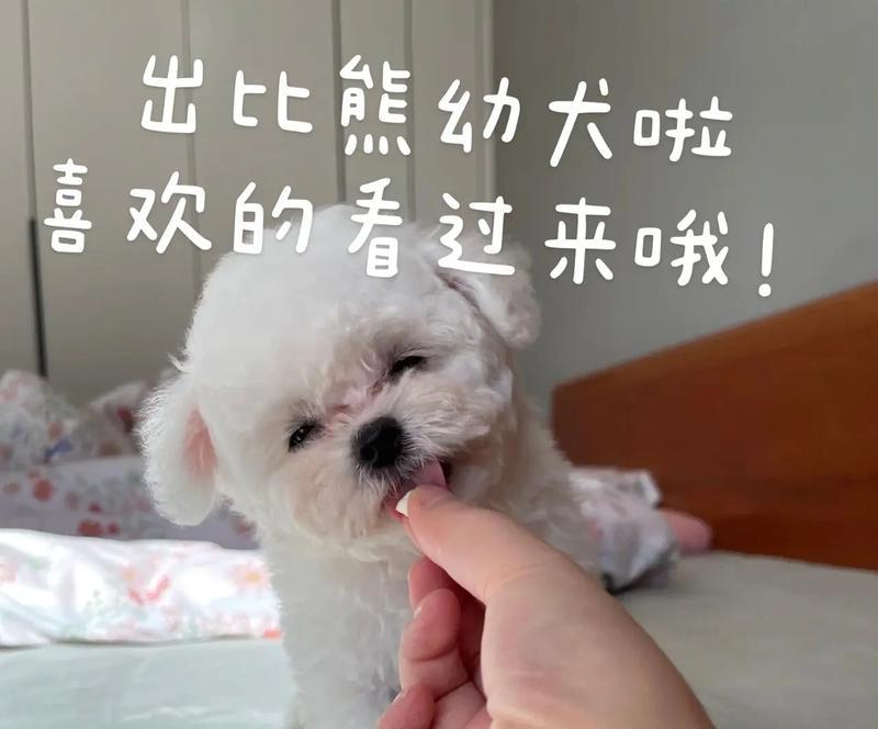 两个月大的比熊幼犬应该喂多少狗粮？如何确定合适的喂食量？