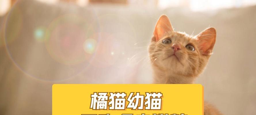 幼猫每天吃猫粮需要吃多少次？