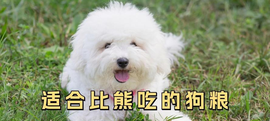 比熊犬吃鸡胸肉还是鸭肉狗粮更健康？哪种更适合比熊？