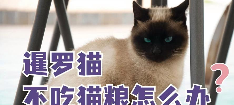 一岁多的暹罗猫吃多少克猫粮？如何计算日常摄入量？