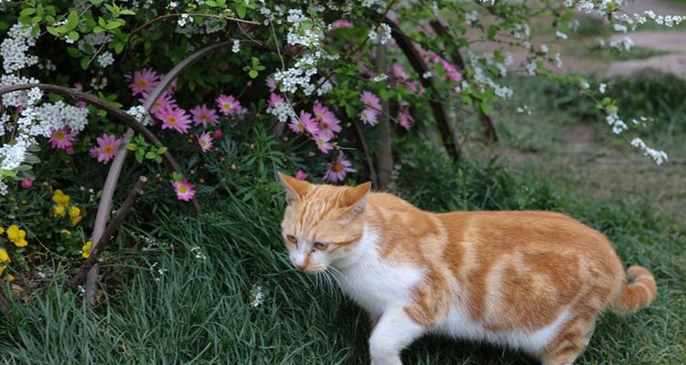 花猫是家畜还是宠物？它们的分类是什么？