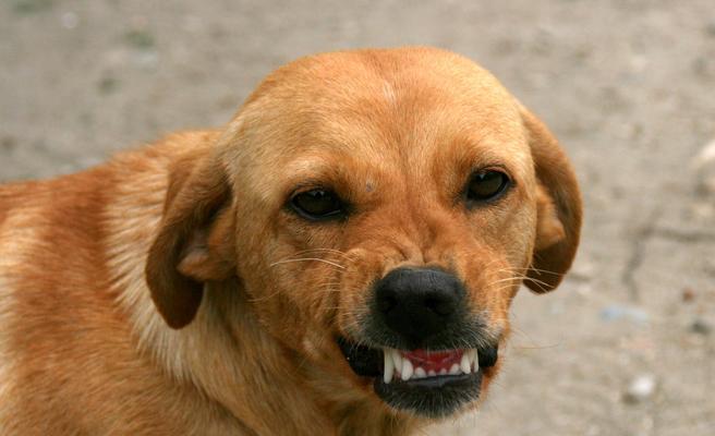 金毛幼犬食用鹌鹑蛋清的利弊？