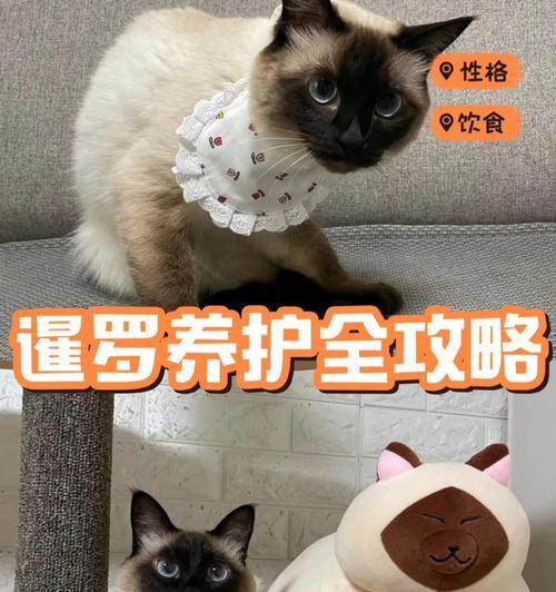 暹罗猫换猫粮的正确方法是什么？有哪些注意事项？