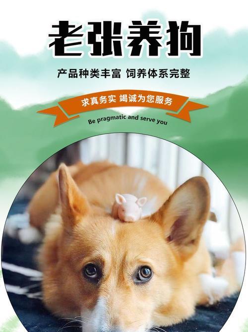 高加索犬成年后变得温顺如何应对？