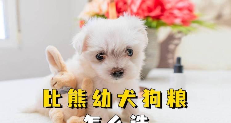 比熊奶狗几个月可以吃干狗粮？有什么注意事项？