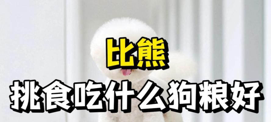 比熊犬喂食：五个月大能否吃粥搭配狗粮？